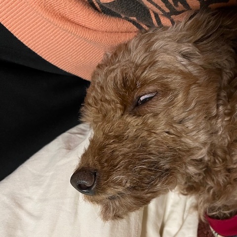 【愛犬1カ月目】スタッフブログを更新しました！